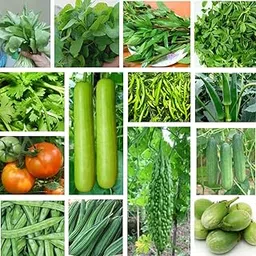 Seedbasket Summer Native Vegetable Seeds Kit, 14-Pack, for Home Garden, Includes 14 Varieties, Non-GMO, Easy to Grow, Outdoor & Indoor Use, Perfect for Beginners and Gardeners-image-11