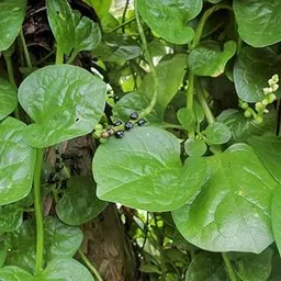 Seeds Basket Giant Malabar Spinach Seeds | Poi Ka Saag | Basella Alba Round Leaf Vining Green Plant Ceylon Spinach, Vine Spinach, Creeping Spinach Leaf NonGMO Asian Vegetable Seed (Pack Of 500 Seeds)-image-4