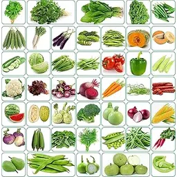 Seeds Basket 40 Vaeriety of Organic Vegetable Seeds Combo Suitable For All Season, Best to Grow At Indian Weather | Pack Of 2000+ Seeds|-image-6
