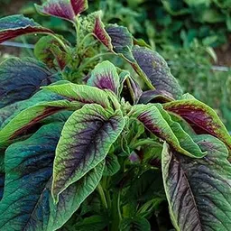 Seeds Baskets Red Leaf Amaranth Seeds | Amaranthus tricolor Spinach Bireum Callaloo Tandaljo Chaulai Asian Vegetable Seed Indian Tandalja Bhaji, (Pack of 2500 seeds)-image-7