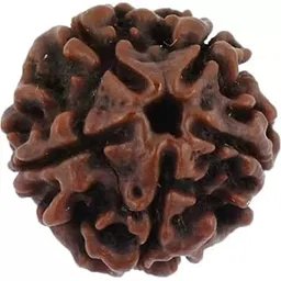 shivtantra 5 mukhi Rudraksha Natural bead & Certified | Astrological 5 Mukhi/Faced Rudraksha bead Unisex Both for Men & Womenx13-picture-53