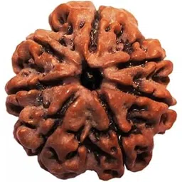 shivtantra Seven Mukhi Rudraksha bead Original Certified For Seven Mukhi Rudraksha bead, seven Face Rudraksha Satmukhi Rudraksha By Certifiedx02-picture-46