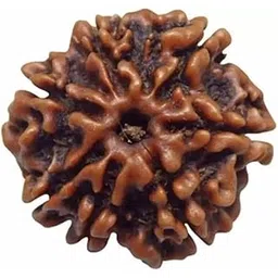 shivtantra Seven Mukhi Rudraksha bead Original Certified For Seven Mukhi Rudraksha bead, seven Face Rudraksha Satmukhi Rudraksha By Certifiedx03-picture-14