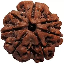 shivtantra Seven Mukhi Rudraksha bead Original Certified For Seven Mukhi Rudraksha bead, seven Face Rudraksha Satmukhi Rudraksha By Certifiedx05-picture-35