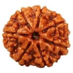 shree shyam gems 7 Mukhi Rudraksha Original | Seven Mukhi Rudraksha | 100% Natural Rudraksha-picture-18