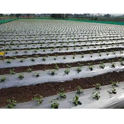 Siddhi 400mx1200mm 25Micron Paper Black &a; Silver Mulching Film-picture-10