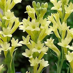 Siddhi Vinayak Gallery® Rajanigandha Tuberose Super Big Size Healthy Bulb Flower Double Yellow Flower Aromatic Nishigandha (Yellow color pack of 4 bulbs)-image-31