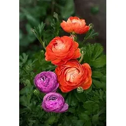 Siddhi Vinayak Gallary® Ranunculus imported bulbs for All Season Pot and Home Garden | orange with dark purple Flower Bulbs For Indoor/Outdoor home Gardening Pack of 1 Bulb-image-32