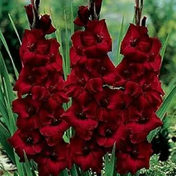 Siddhi Vinayak Gallery® Imported Variety Gladiolus, Sword Lilly Flower bulbs Hybrid Dark Red Color For Home Gardening pack of 8 flower bulbs-image-35