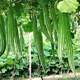 Snake Gourd/Chicinga Seeds for Planting - High Germination Rate | 37 per pack-picture-26