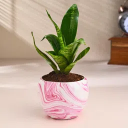 Snake Plant In Pink Printed Pot-picture-21