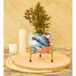 sone key chidiya Hope Iron Multicolour Desk Pot-picture-12