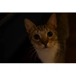 Sony E Mount Sony FE 35mm F1.8 Full-Frame Lens (SEL35F18F) | Standard Prime |Product Photography image 2