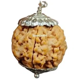 sreegems 5 Mukhi Rudraksha Original Certified 5 Face Rudraksha Blessed By Lord Shiva Panchmukhi Mukhi Rudraksha Pendant Real 5 Mukhi Rudraksha With Capping Five Rudraksha 5 Mukhi Rudraksha Locket-picture-13