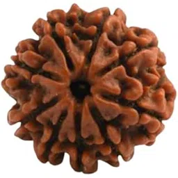 SRT Rudra 9 Mukhi Rudraksha Original Certified Nau Mukhi Rudraksha Nepal with Silver Capping Nine Mukhi Rudraksah With Certificate 9 मुखी रुद्राक्ष 9 Mukhi Rudraksha Nepal Blessed by Goddess Durga 9 Face Rudraksha 18mm 9 Mukhi Rudraksha Pendant-picture-26