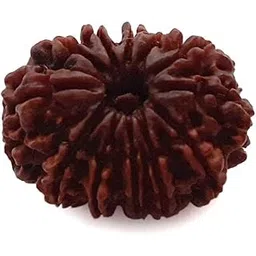 srt rudra Certified 12 Mukhi Rudraksha Pendant Real Twelve Mukhi Rudraksha Jap Bead 12 मुखी रुद्राक्ष Original Barah Mukhi Rudraksha Silver Pendant For Dhyan-picture-12