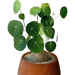 Stephania Erecta Plant Live Bulb Air Purifying Indoor Plant Bulb (Pack of 1)-picture-11