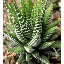 studio seed Haworthia -3 Natural Plant-picture-39