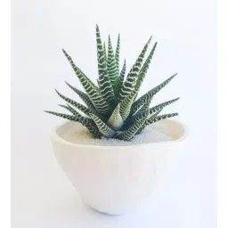studio seed Haworthia Attenuata Natural Plant-picture-38