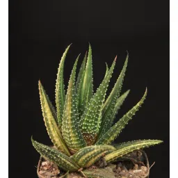 studio seed Haworthia Pumila Donut Natural Plant-picture-19