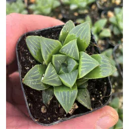 studio seed Haworthia Retusa Natural Plant-picture-15