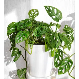 studio seed Monstera Natural Plant-picture-40