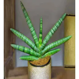 studio seed S.Boncel Natural Plant-picture-30