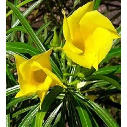 studio seed Yellow Oleander Kaner Flower Natural Plant-picture-16