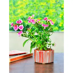 StyleMyWay Red & Blue Striped Ceramic Planters-picture-10