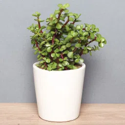 Succulent Lucky Plant-picture-30