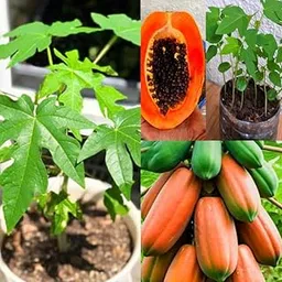 Sweet papaya seed, Hybrid papaya seeds for planting (Pack of 50 Seeds)-picture-15