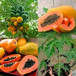 Sweet papaya seeds, Hybrid papaya seeds for planting (Pack of 100 Seeds)-picture-12