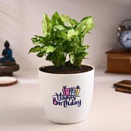Syngonium Plant In Happy Birthday Pot-picture-24