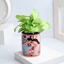 Syngonium Serenity In Personalised Pot-picture-21