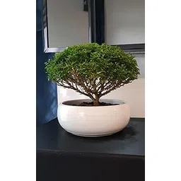 Table plants for Office desk,Office desk plants for table, table kamini (Pack of 1 With Pot)-picture-29