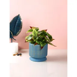 TAYHAA Blue & Gold-Toned Textured Ribbed Ceramic Planter-picture-15