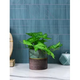 TAYHAA Green & Brown Textured Ceramic Planter-picture-21