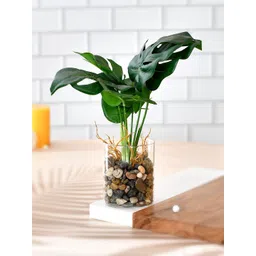 TAYHAA Green Artificial Croton Plant with Glass Pot-picture-23