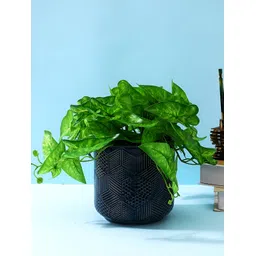 TAYHAA Printed Ceramic Planter-picture-13