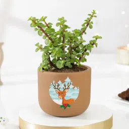 Terracotta Jade Christmas Planter-picture-24
