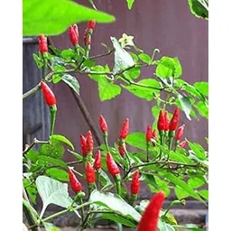 TRICONE Bird's Eye Chilli - Thai Chilli - Hottest Tiny Chilli Seeds - Pack of 100 seeds-picture-26
