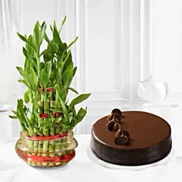 Truffle Cake N Three Layer Bamboo-picture-29