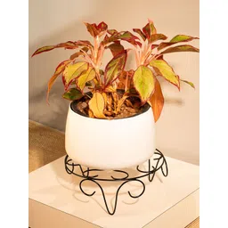 TRUSTBASKET 2-Pcs Black Venice Planter Stand-picture-15