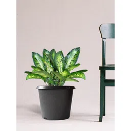 TRUSTBASKET 3 Pcs Black Bhuvi Planters-picture-24