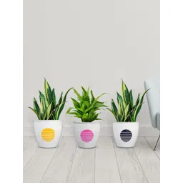 TRUSTBASKET Aroma Set Of 3 White Printed Planters-picture-27