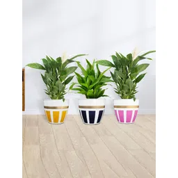 TRUSTBASKET Galaxy 3 Pieces Printed Planters-picture-39