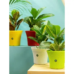 TRUSTBASKET Green & Red 4 Pieces Textured Helix Planters-picture-25