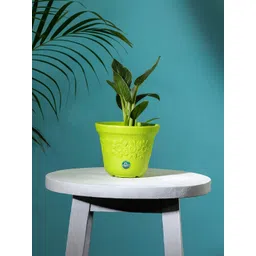 TRUSTBASKET Green Textured Sunny Planter-picture-41