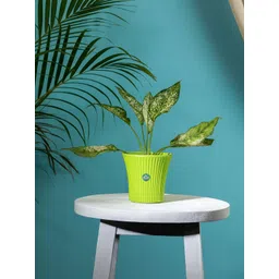 TRUSTBASKET Green Textured Tancy Planter-picture-10