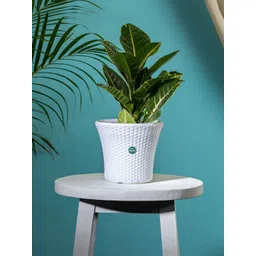 TRUSTBASKET White Textured Helix Planter-picture-22
